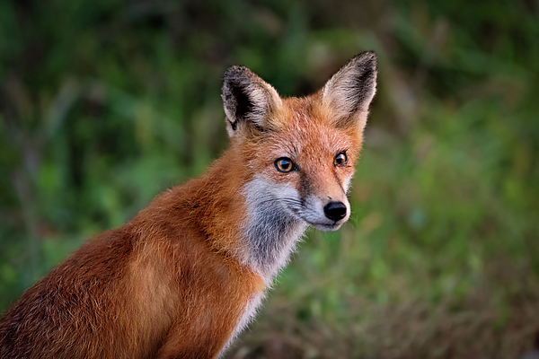 Animal Art