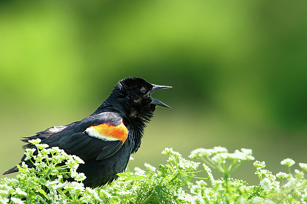 Bird Art