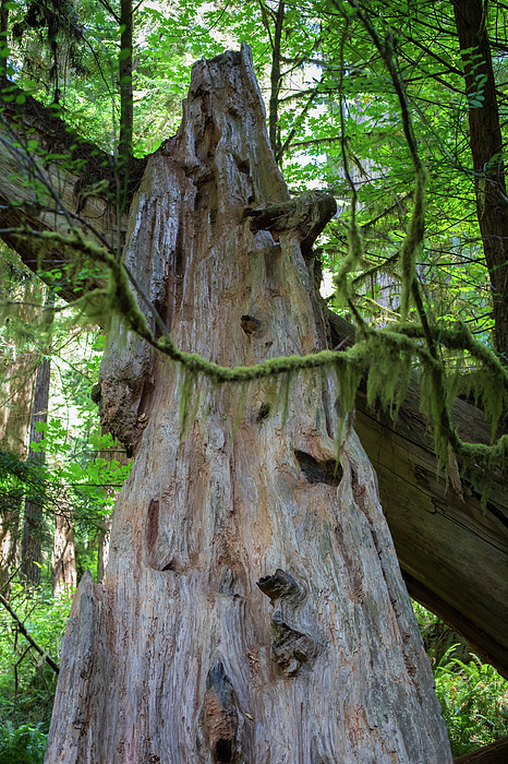 Redwood National Park Art