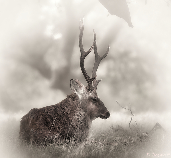 Wildlife Art