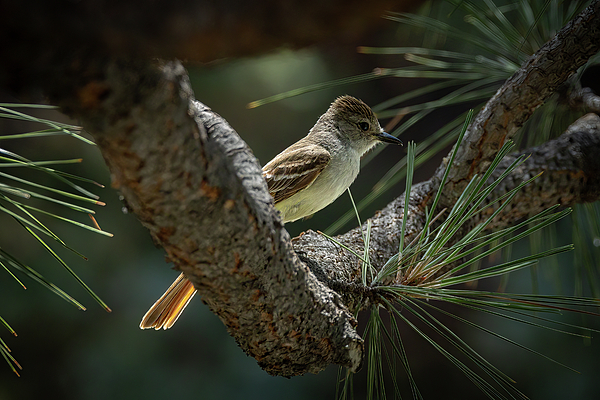 Bird Photographs