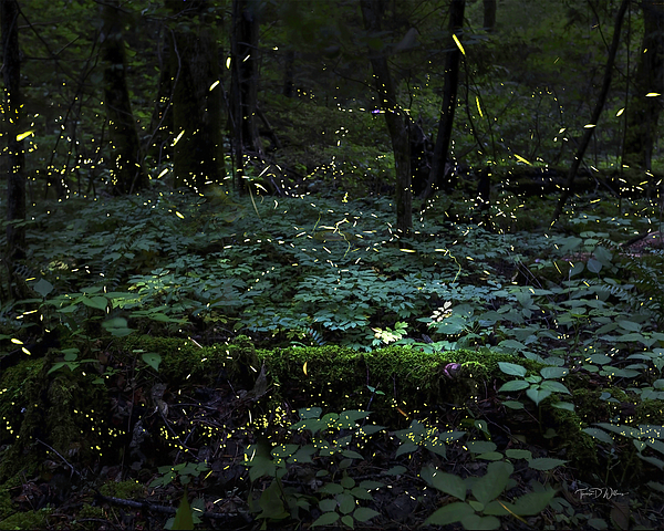 Mountain Photographs