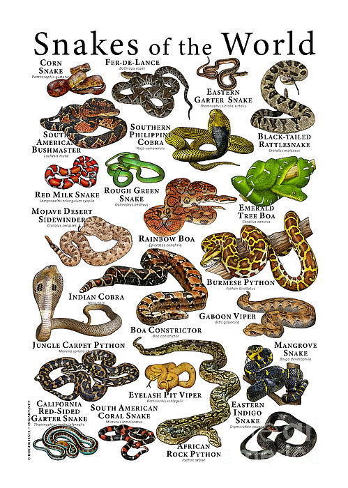 Snakes of the World Tapestry by Roger Hall - Science Source Prints