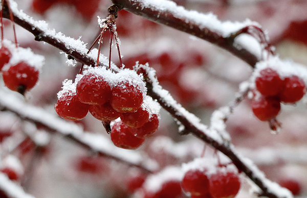 Winter Photographs