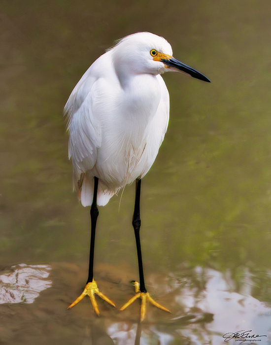 Egret Art
