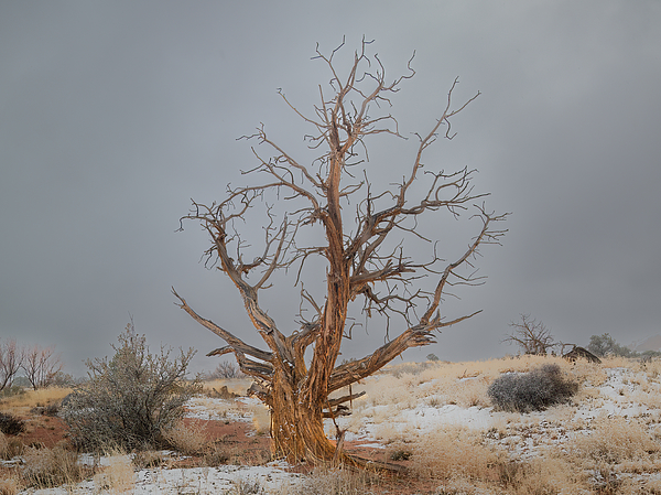 Canyonlands National Park Art