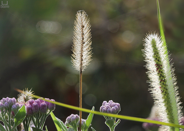 Wildflower Photographs