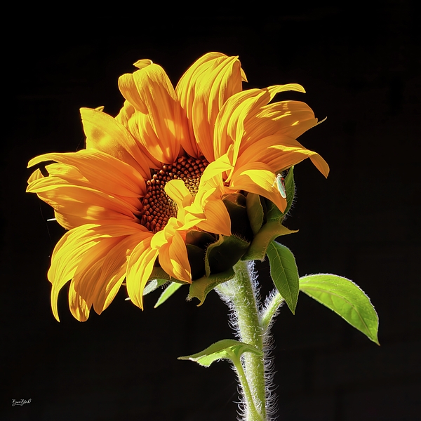 Summer Art