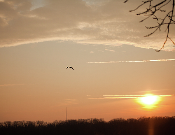 Eagle Photographs