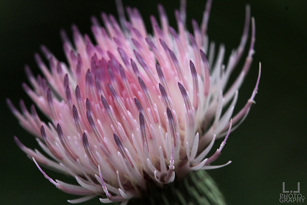 Still Life Photographs