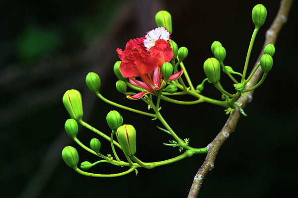 Natural Landscape Art