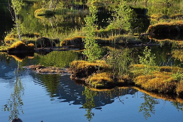 Reflection Art