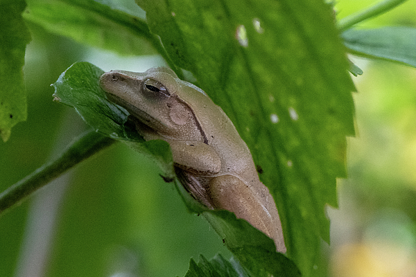 Tree Photographs