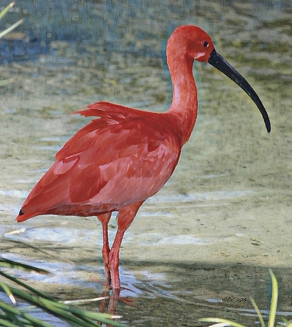 Bird Art