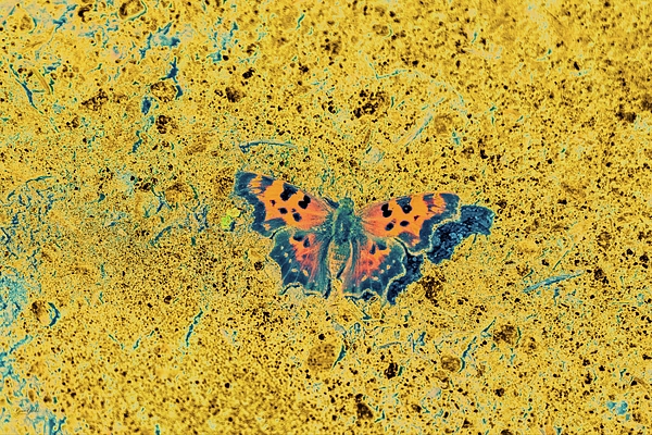 Butterfly Art
