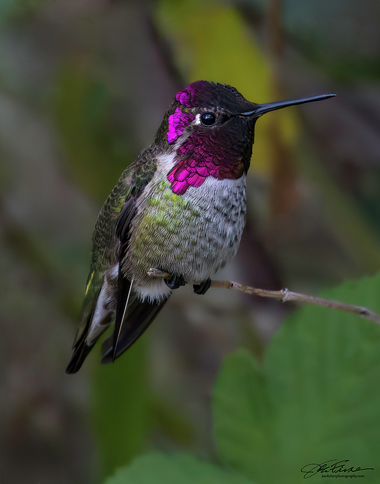 Hummingbird Art