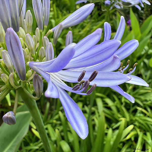 Flower Art