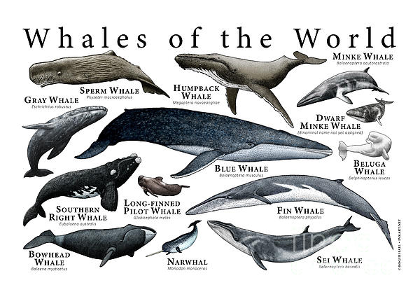 Whales of the World Jigsaw Puzzle by Roger Hall - Science Source