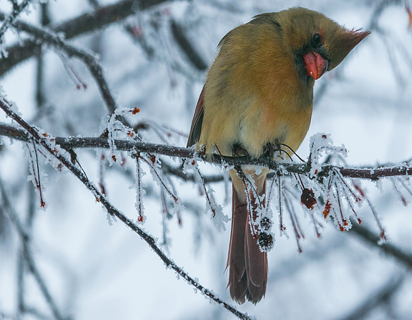 Cardinal Photographs