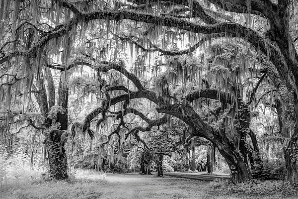 Black And White Photographs