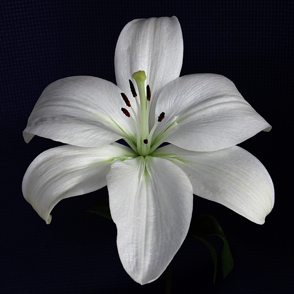 Lily Flower Photographs