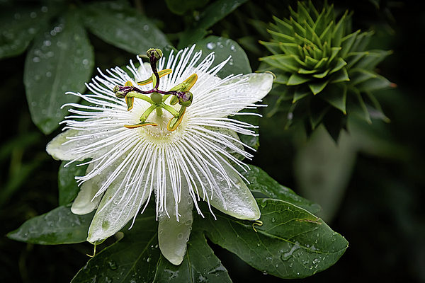 Flower Art