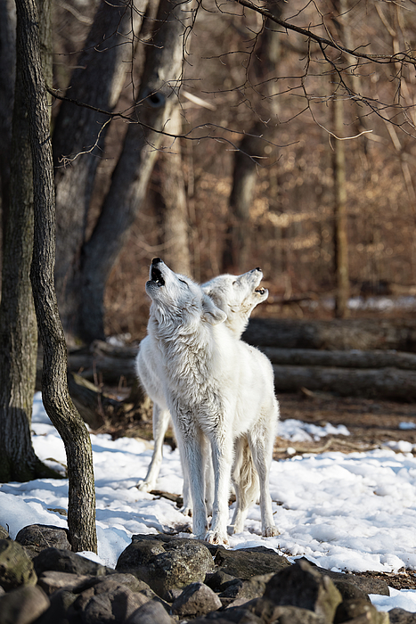 Wildlife Art
