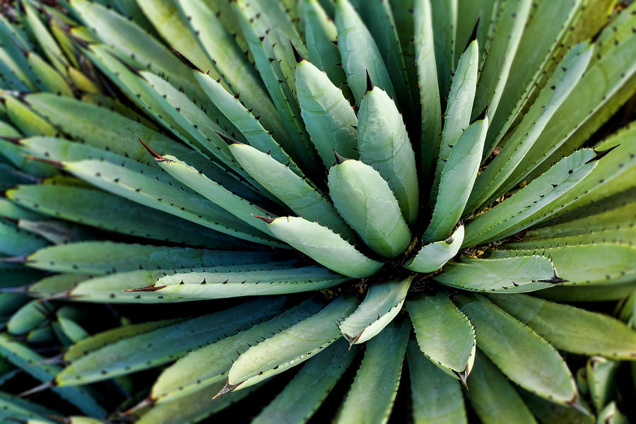 Symmetrical Agave Plant Photograph - Agave #1 by Kelley King