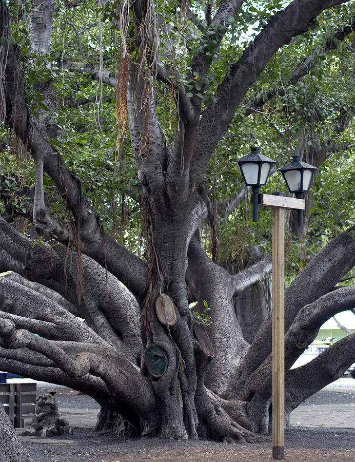 Banyan Tree, Maui #1 Photograph by Kenneth Campbell