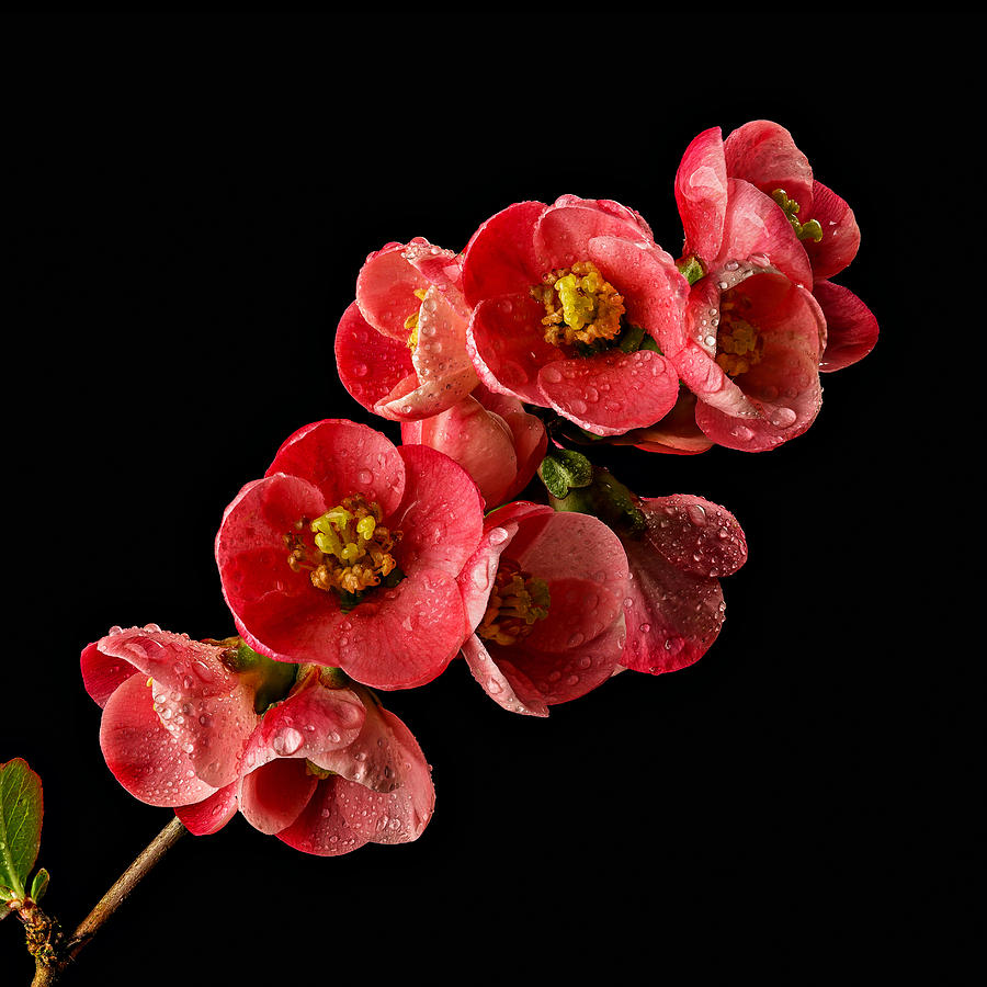 Dew-Kissed Red Flowers Photograph - Flowering Quince #1 by Mary Jo Allen