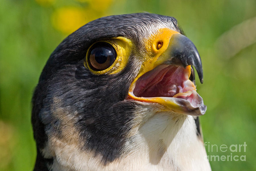 Peregrine Falcon Falco Peregrinus #1 by Gerard Lacz