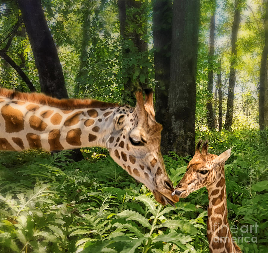 Tender Are The Moments Where Love Embraces Time Photograph by Mary Lou Chmura