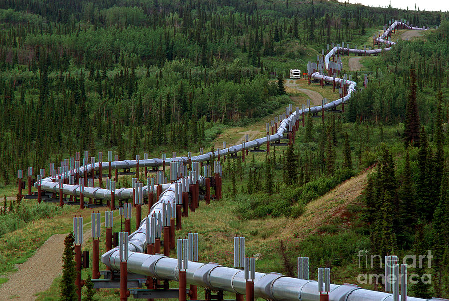 Trans-alaska Pipeline by Wernher Krutein - Royalty Free and Rights