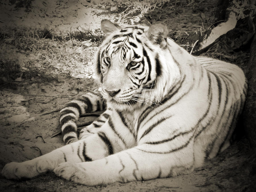 White Tiger #1 Photograph by Steven Sparks