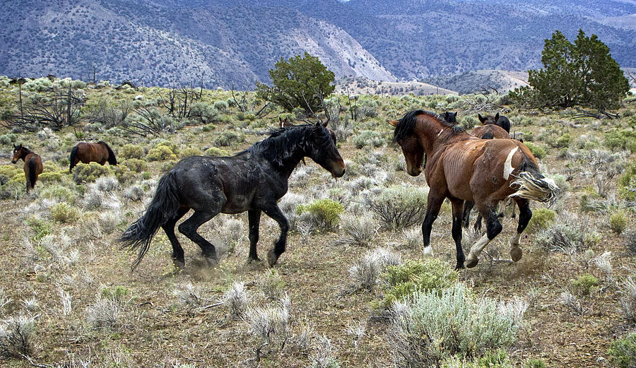 Wild Mustang Stallions Fighting #1 Photograph by Waterdancer 