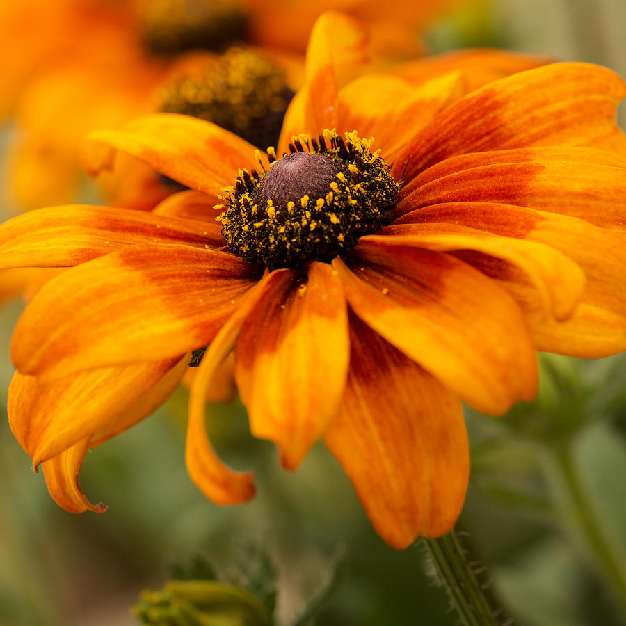 Vibrant Orange Flowers Blooming Photograph - Yellow And Orange Petals #2 by Mary Jo Allen