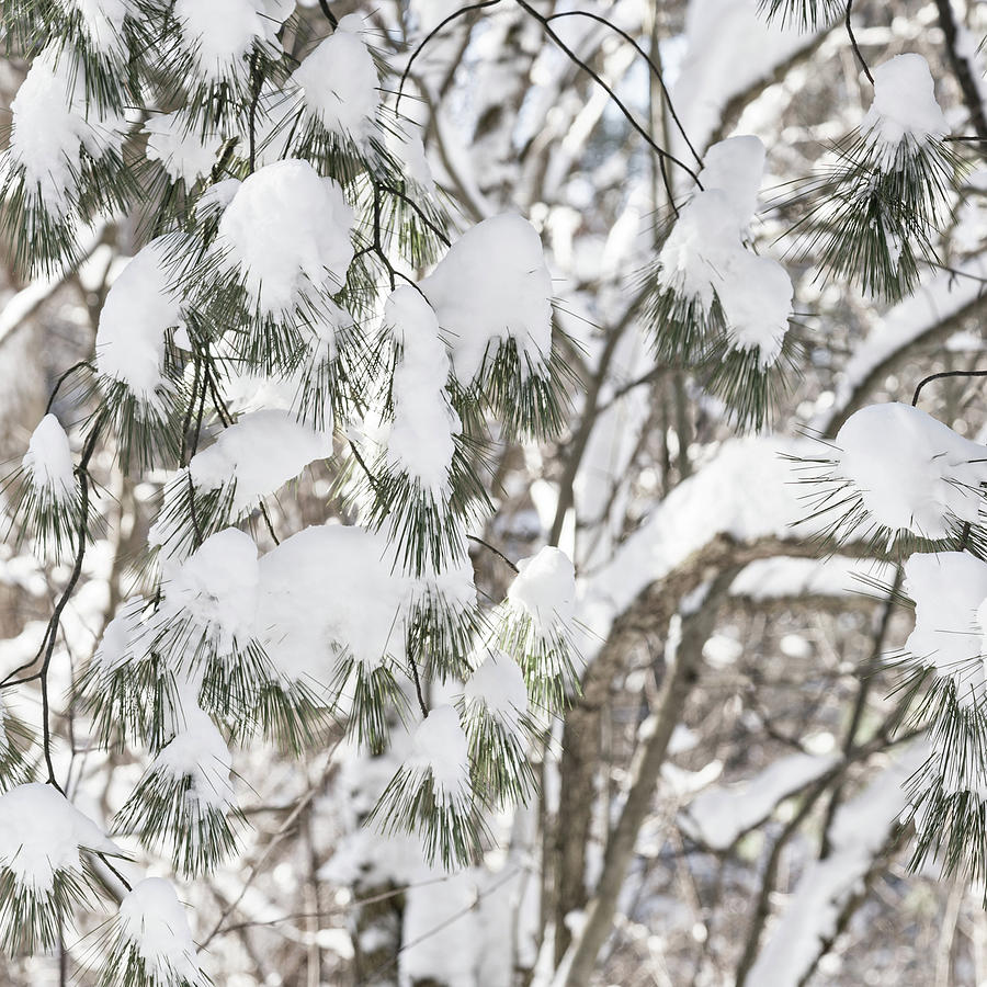 Winter Scene - Abstract #7 Photograph by Shankar Adiseshan