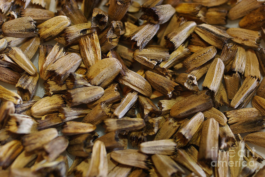 Echinacea Purpurea Seeds #2 by Scimat