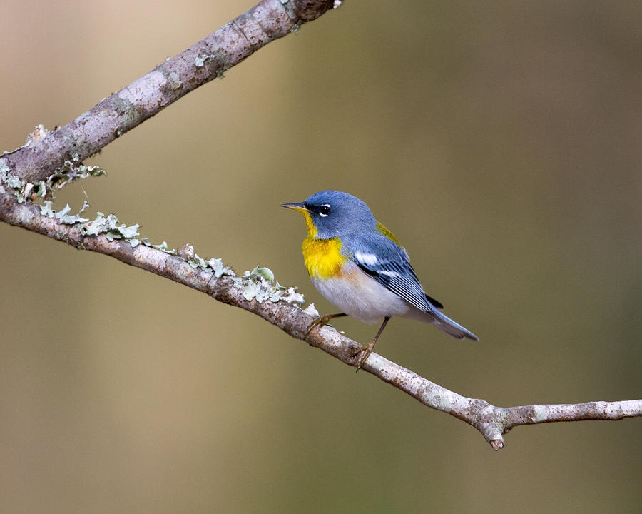 Northern Parula #2 Photograph by Jim E Johnson