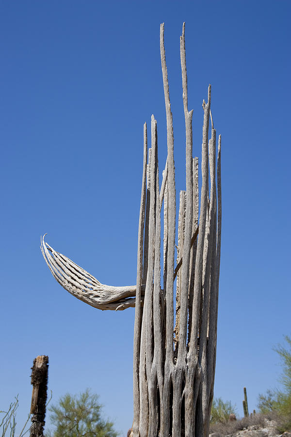 Saguaro Skeleton #2 by Kelley King
