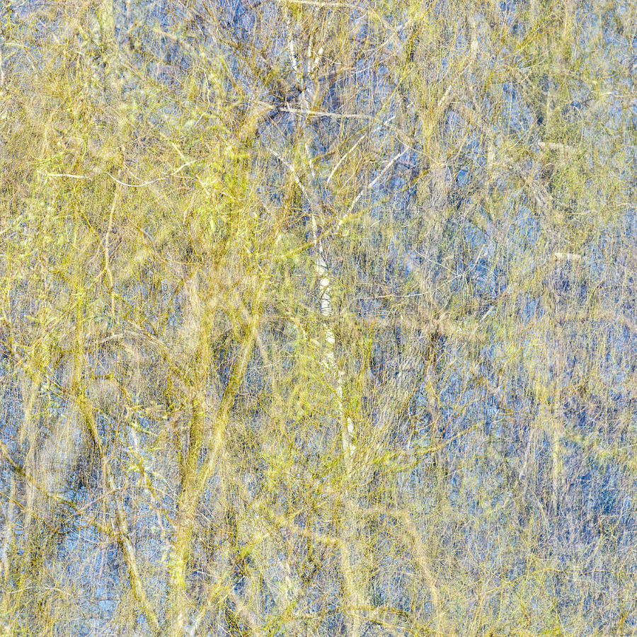 Spring Season - Inspired by Jackson Pollock #1 Photograph by Shankar Adiseshan
