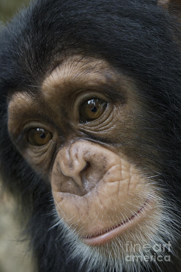 Andy Routh West African Chimpanzee #2 by Andrew Routh