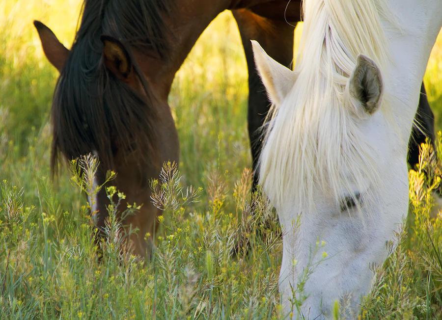 Wild Mustang Horses #1 Photograph by Waterdancer 