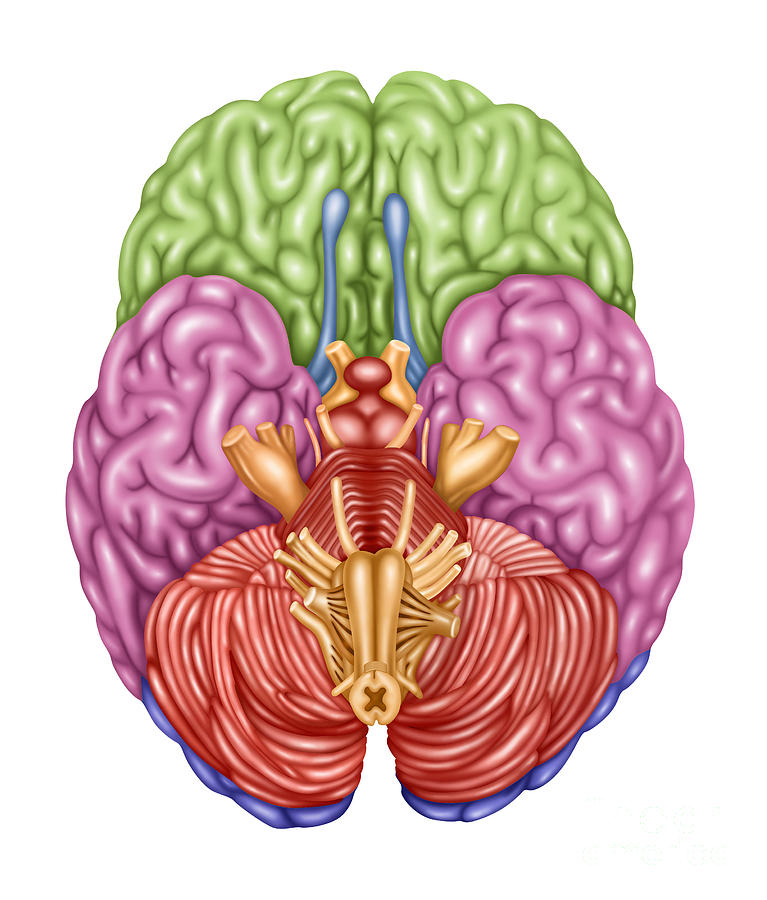 希少 ILLUSTRATION OF THE BRAIN I〜III 脳解剖図譜 Brain Anatomy, Inferior View #3 by Gwen Shockey