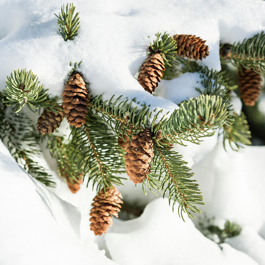 Winter Scene - Abstract #2 Photograph by Shankar Adiseshan