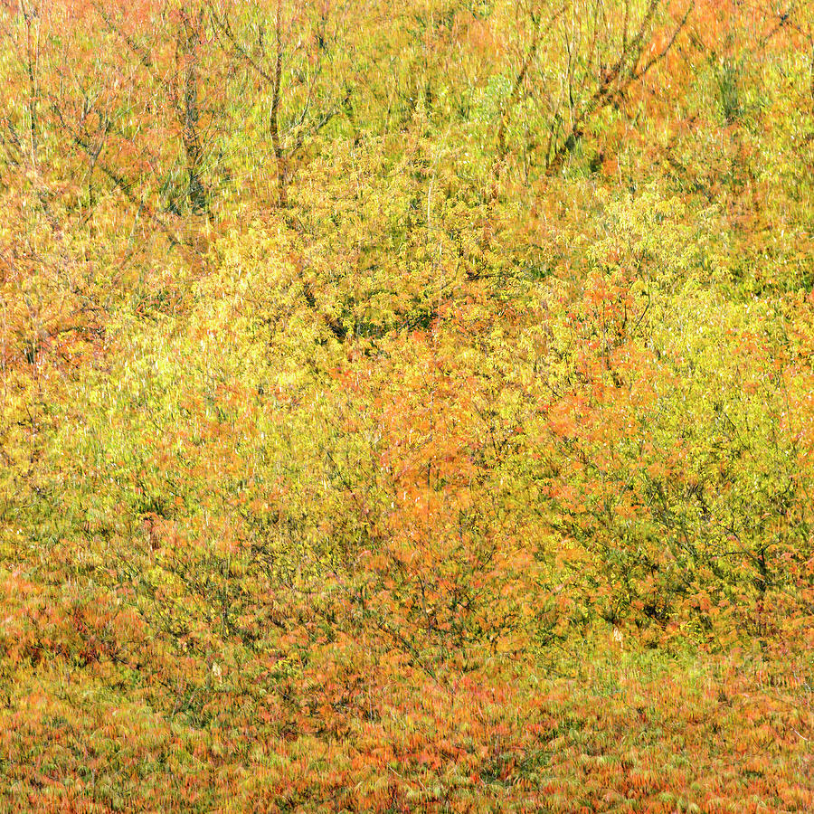 Fall Colors - Abstract #5 Photograph by Shankar Adiseshan