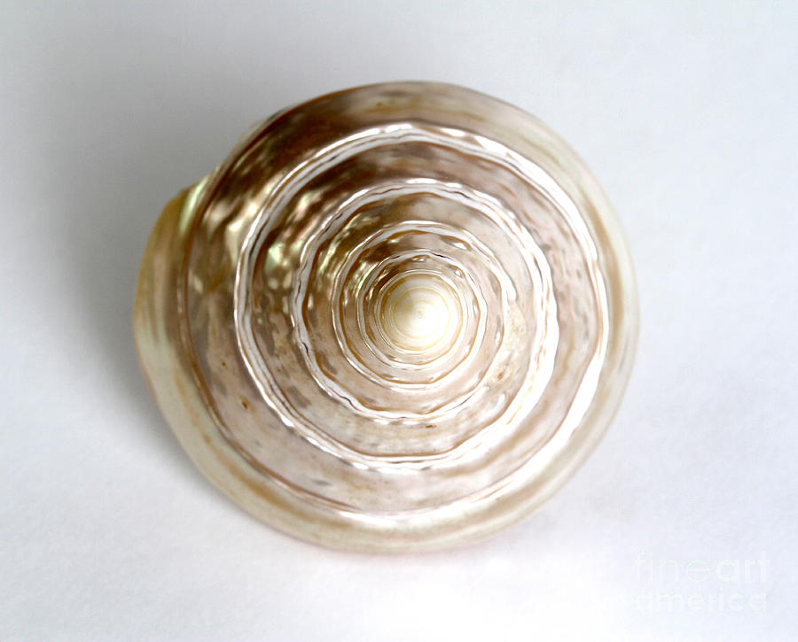 Seashell #9 by Photo Researchers
