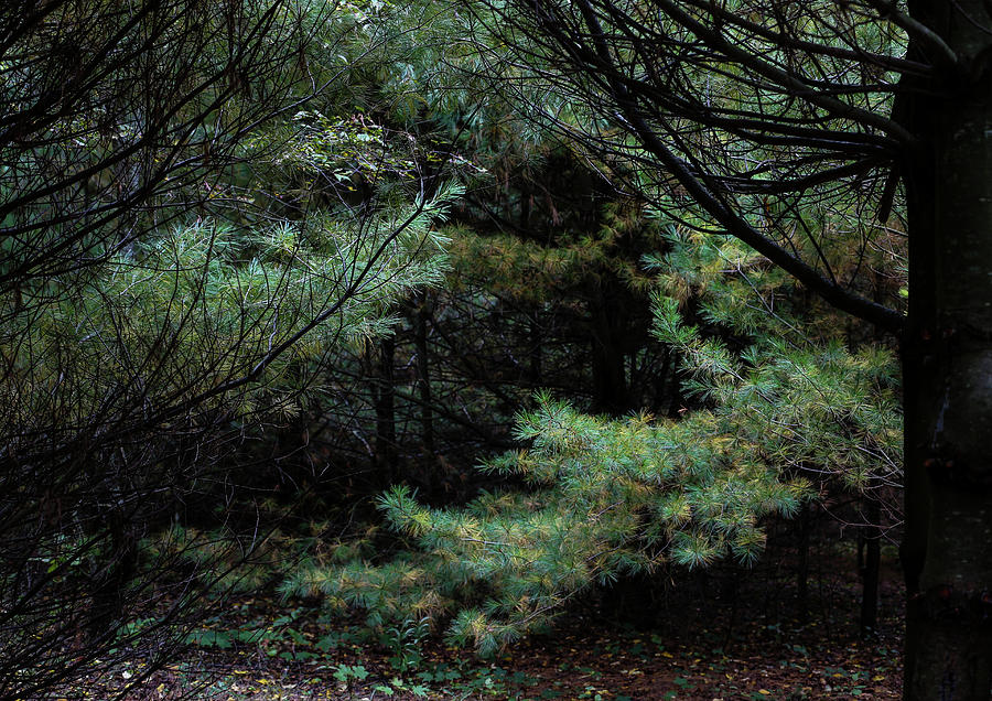 A Clearing In The Wild Photograph by Kenneth Campbell