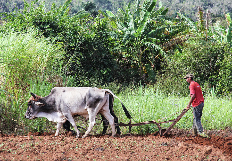A Cuban Tractor Photograph by Marla Craven