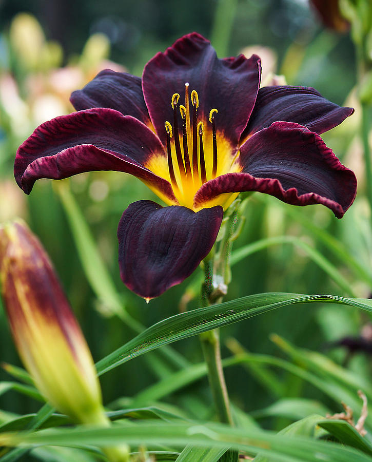 A Dark Purple Tiger Lilly by Bob W Mullins Photos - Royalty Free and Rights  Managed Licenses